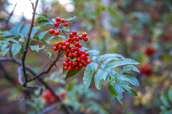 160918_Cabin_014