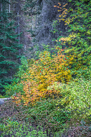 160917_alpine loop_104