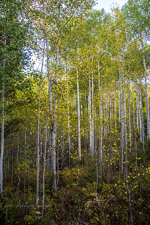 160917_alpine loop_102