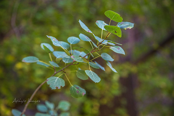 160918_Cabin_024