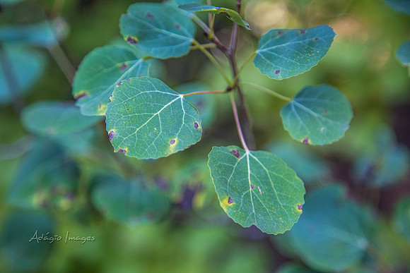 160918_Cabin_016