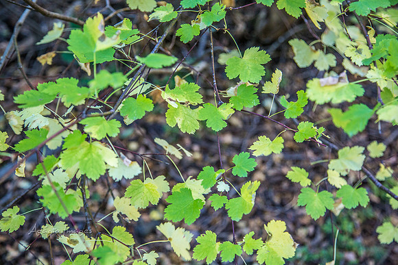 160918_Cabin_004