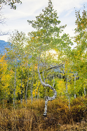 160917_alpine loop_075