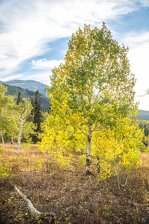 160917_alpine loop_031