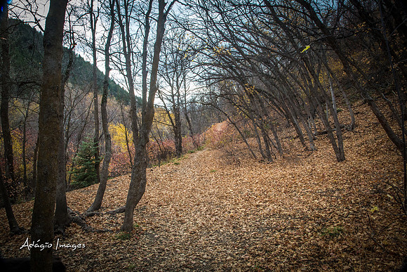 Millcreek Canyon