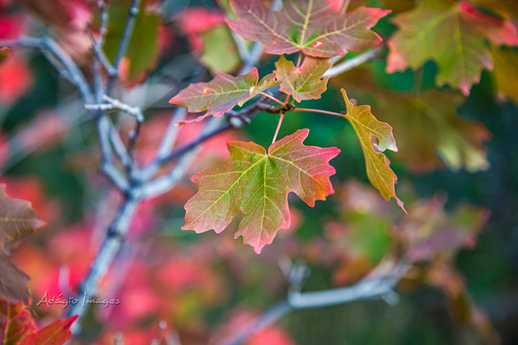 160917_alpine loop_064