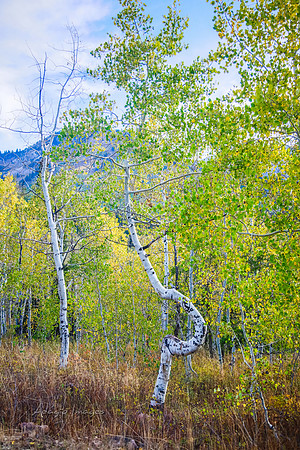 160917_alpine loop_079
