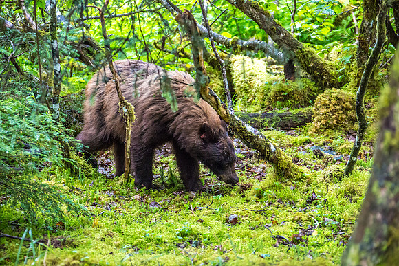 170727_Alaska_1983